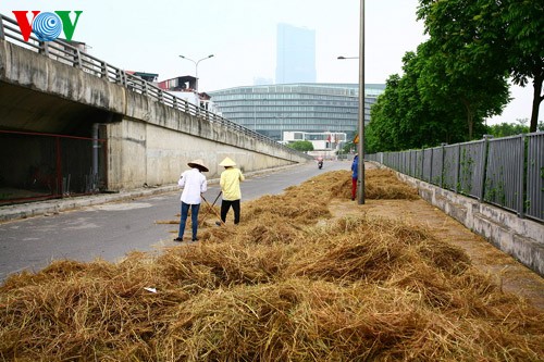 La moisson rizicole en plein Hanoï - ảnh 3